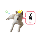 shibainu_1017（個別スタンプ：11）