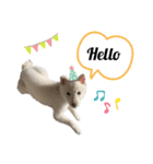 shibainu_1017（個別スタンプ：12）