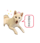 shibainu_1017（個別スタンプ：13）