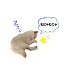 shibainu_1017（個別スタンプ：14）