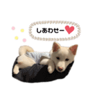 shibainu_1017（個別スタンプ：15）