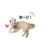shibainu_1017（個別スタンプ：16）