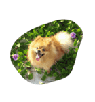 ぽめちゃんず♪（個別スタンプ：4）
