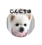 白ポメのラナちゃん⑤（個別スタンプ：7）