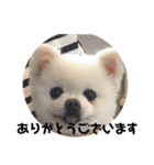 白ポメのラナちゃん⑤（個別スタンプ：10）