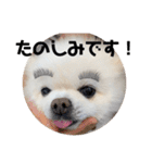 白ポメのラナちゃん⑤（個別スタンプ：11）