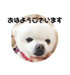 白ポメのラナちゃん⑤（個別スタンプ：14）