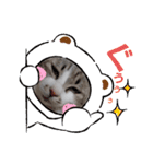 ニャンこスタンプ1（個別スタンプ：5）