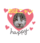 ニャンこスタンプ1（個別スタンプ：12）