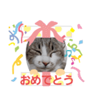 ニャンこスタンプ1（個別スタンプ：23）