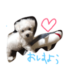 リンちゃんスタンプ公開（個別スタンプ：1）