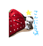 リンちゃんスタンプ公開（個別スタンプ：2）