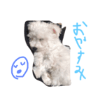 リンちゃんスタンプ公開（個別スタンプ：4）