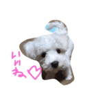 リンちゃんスタンプ公開（個別スタンプ：6）