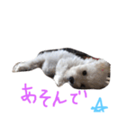 リンちゃんスタンプ公開（個別スタンプ：7）