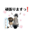 シュナウザー(ジルバ2)（個別スタンプ：11）