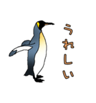 しゃべるリアルめのキングペンギン（個別スタンプ：1）