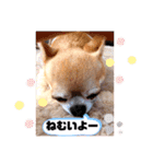 愛しのジジちゃん（個別スタンプ：2）