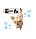 愛しのジジちゃん（個別スタンプ：3）
