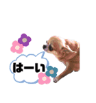愛しのジジちゃん（個別スタンプ：5）