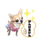 愛しのジジちゃん（個別スタンプ：6）