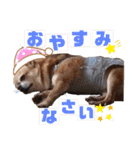 愛しのジジちゃん（個別スタンプ：8）