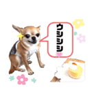 愛しのジジちゃん（個別スタンプ：10）