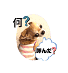 愛しのジジちゃん（個別スタンプ：11）
