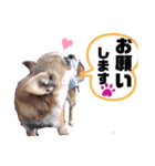 愛しのジジちゃん（個別スタンプ：12）
