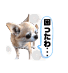 愛しのジジちゃん（個別スタンプ：20）