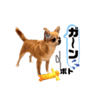 愛しのジジちゃん（個別スタンプ：21）