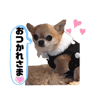 愛しのジジちゃん（個別スタンプ：22）