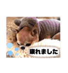 愛しのジジちゃん（個別スタンプ：24）
