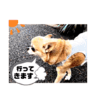 愛しのジジちゃん（個別スタンプ：29）