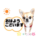 愛しのジジちゃん（個別スタンプ：31）
