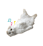 お猫様nyan’s（個別スタンプ：1）