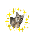 お猫様nyan’s（個別スタンプ：7）