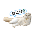 お猫様nyan’s（個別スタンプ：11）