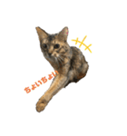 お猫様nyan’s（個別スタンプ：12）