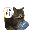 お猫様nyan’s（個別スタンプ：13）