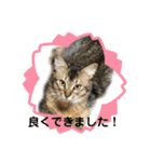 お猫様nyan’s（個別スタンプ：15）
