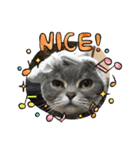 お猫様nyan’s（個別スタンプ：16）