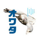 ごえもん日和 6（個別スタンプ：1）
