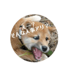 子犬に代わりに言ってもらうスタンプ〜職場（個別スタンプ：1）