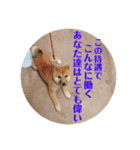 子犬に代わりに言ってもらうスタンプ〜職場（個別スタンプ：2）