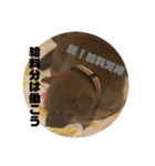 子犬に代わりに言ってもらうスタンプ〜職場（個別スタンプ：3）