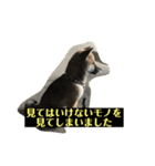 子犬に代わりに言ってもらうスタンプ〜職場（個別スタンプ：6）