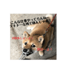子犬に代わりに言ってもらうスタンプ〜職場（個別スタンプ：7）