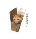 茶トラのおこげとまろん（個別スタンプ：1）