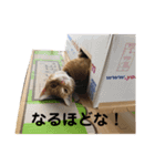茶トラのおこげとまろん（個別スタンプ：6）